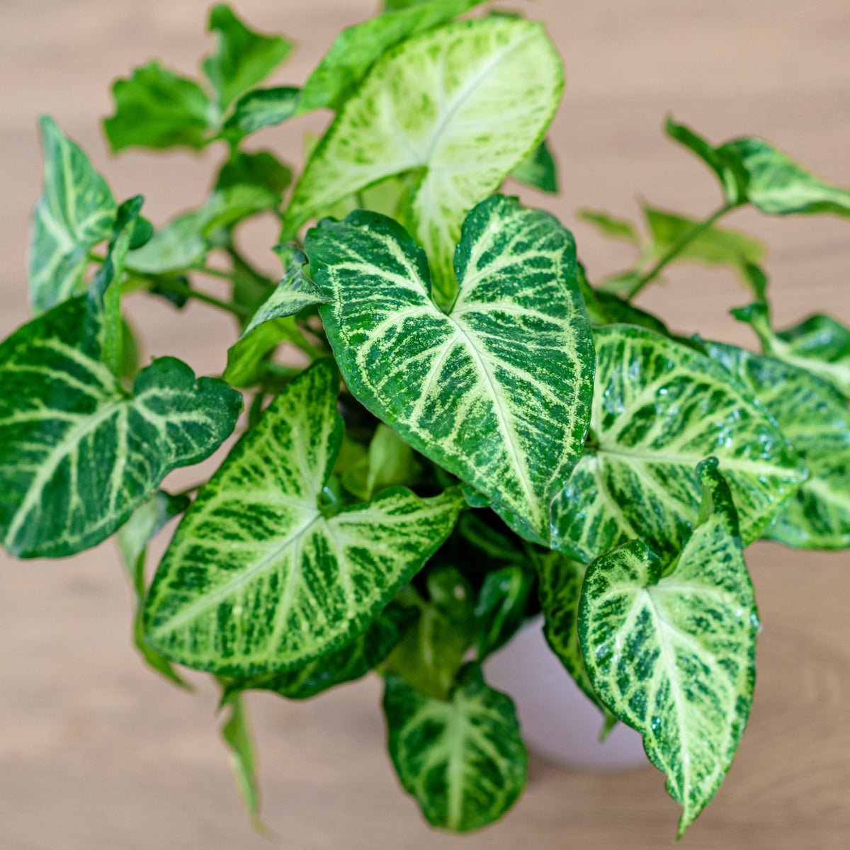 Syngonium podophyllum Arrow - Bakker