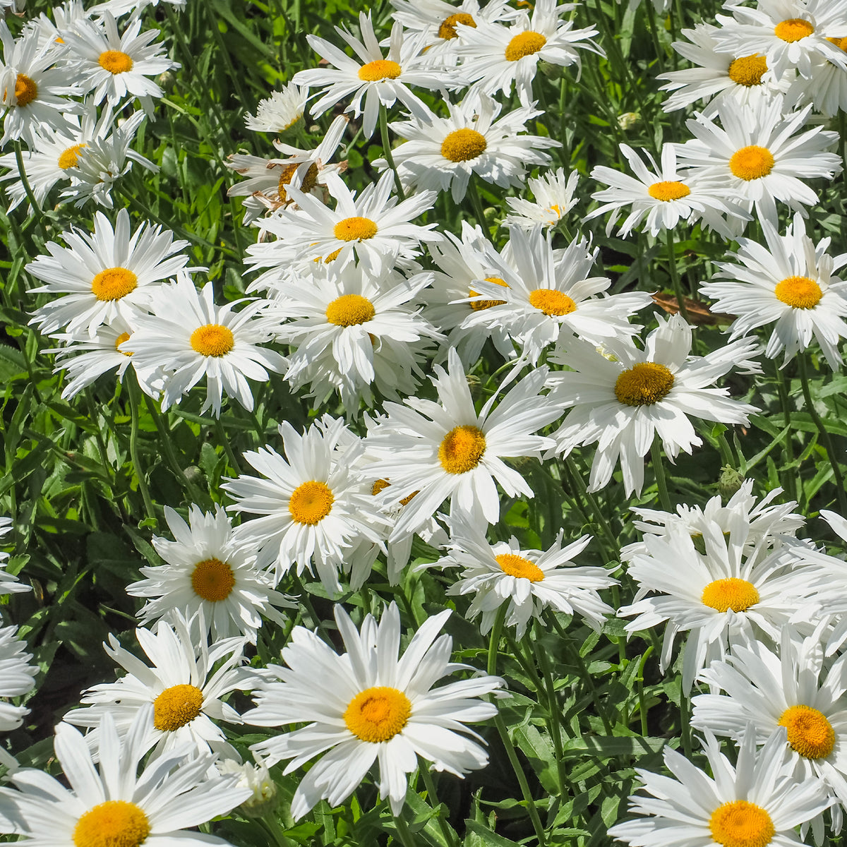 Pflegeleichtes Staudenbeet - Fläche ca. 1,5 m² - Stauden - Bakker