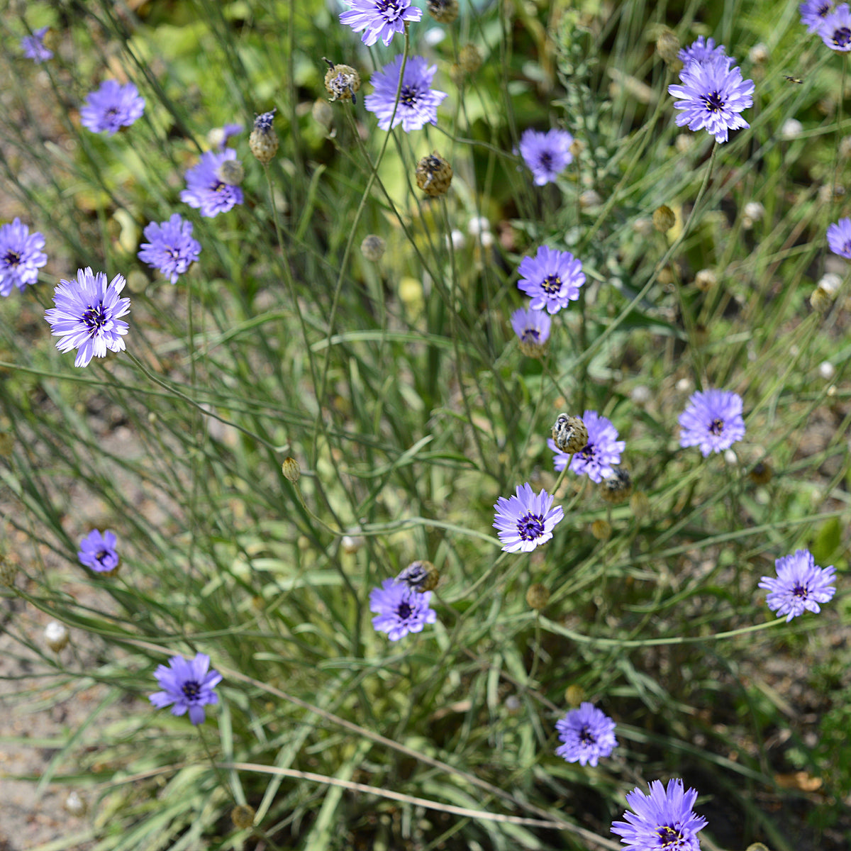 Catananche caerulea - Blaue Rasselblume - Blühende Stauden