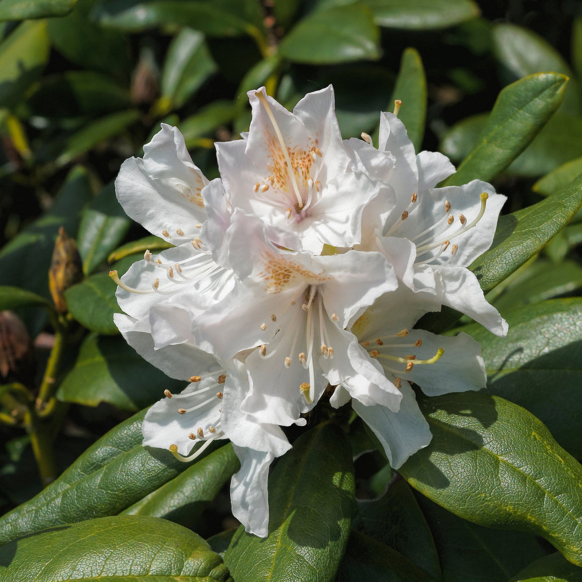 Alpenrose Cunningham's White - Bakker
