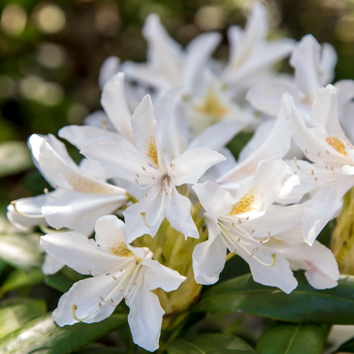 Alpenrose Cunningham's White - Rhododendron Cunningham's White - Bakker