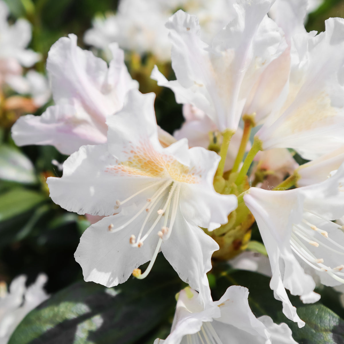 Rhododendron - Alpenrose Cunningham's White - Rhododendron Cunningham's White