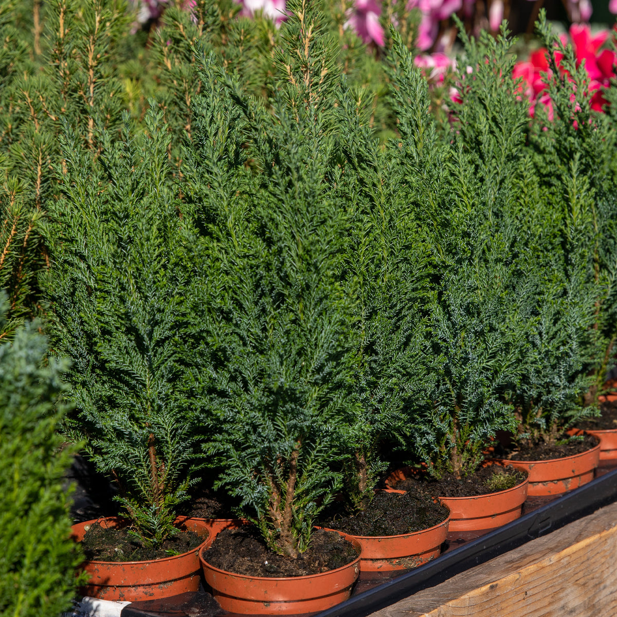 Chamaecyparis Boulevard, Ellwoodii, Thuja Rheingold, Pinus Mugo, Juniperus Wiltonii - Immergrüne Nadelbaum Mischung (x5) - Immergrüne Pflanzen