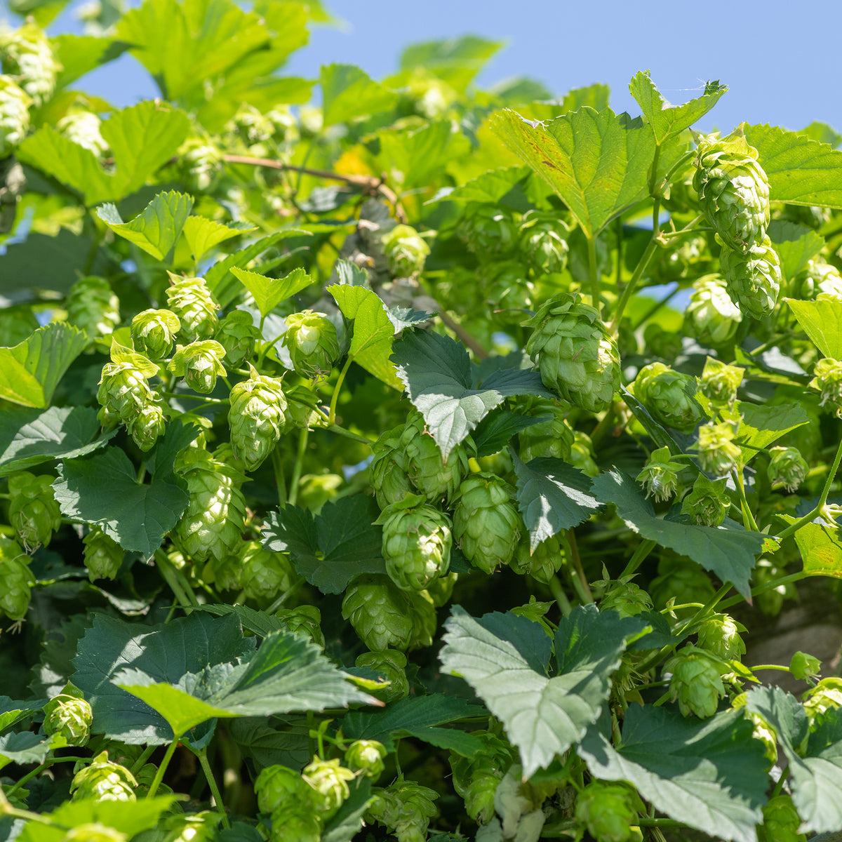 Hopfen - Bakker
