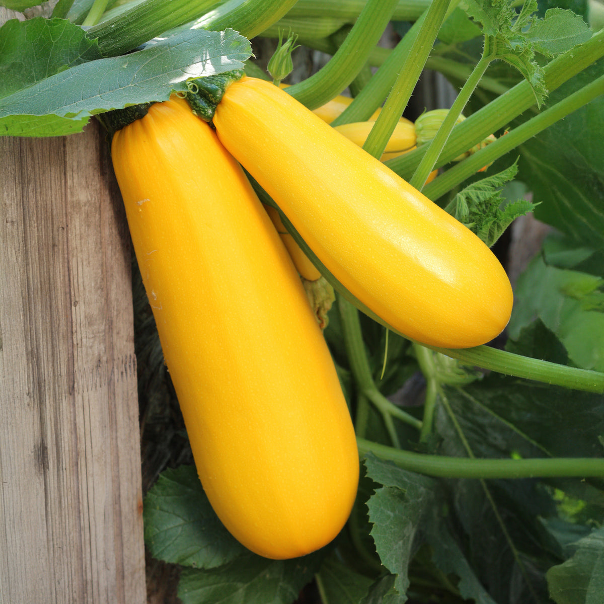 Cucurbita pepo soleil f1 - Zucchini Soleil F1 - Samen für Zucchini