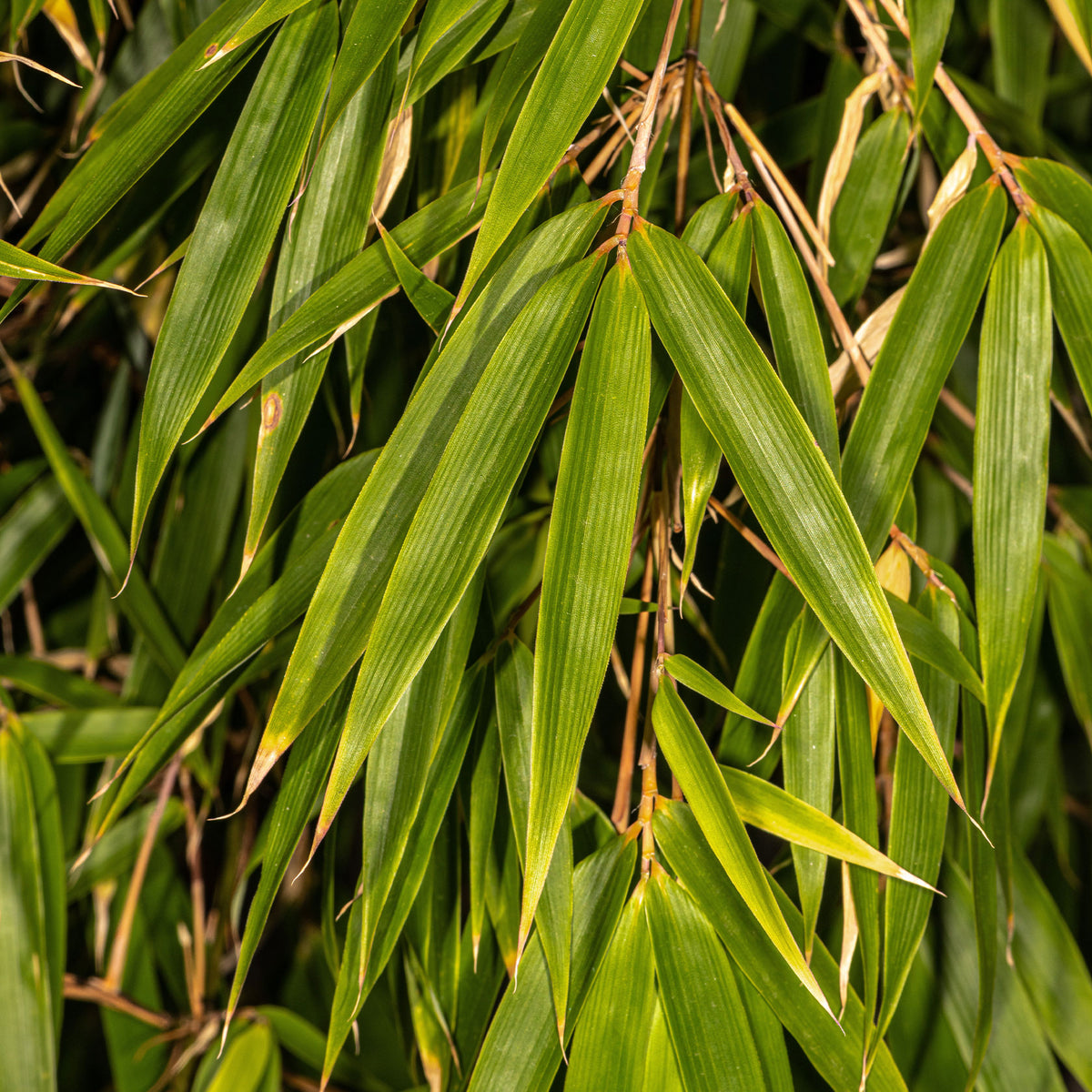 Fargesia robusta Campbell - Nicht-ausläuferbildender Bambus ‘Campbell’ - Nicht-invasive Bambusse