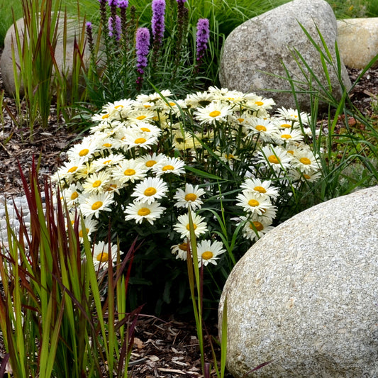 Margerite 'Silberprinzesschen' - Bakker