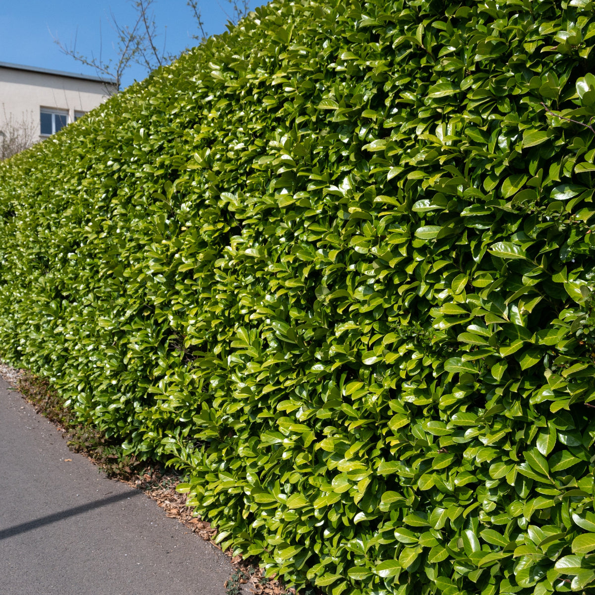 Lorbeerkirsche - Prunus laurocerasus Caucasica - Bakker