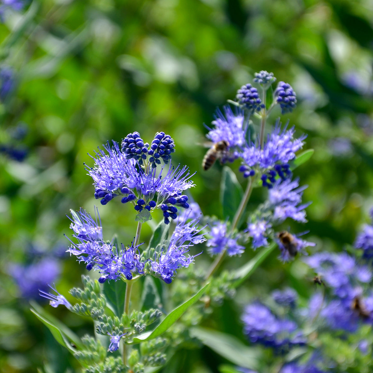Verkauf Bartblume 'Heavenly Blue' - Caryopteris clandonensis Heavenly Blue