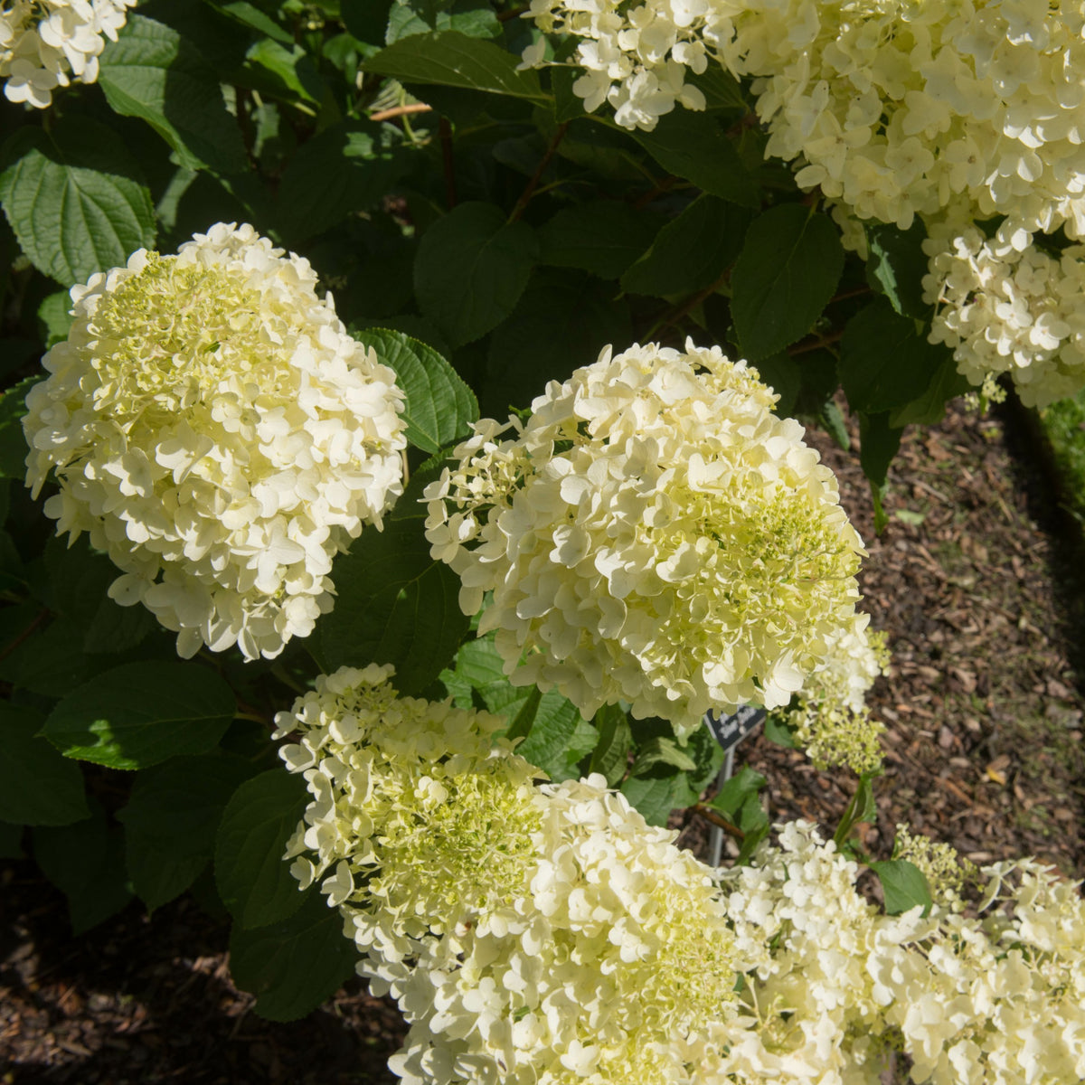 Verkauf Rispenhortensie 'Silver Dollar' - Hydrangea paniculata Silver Dollar