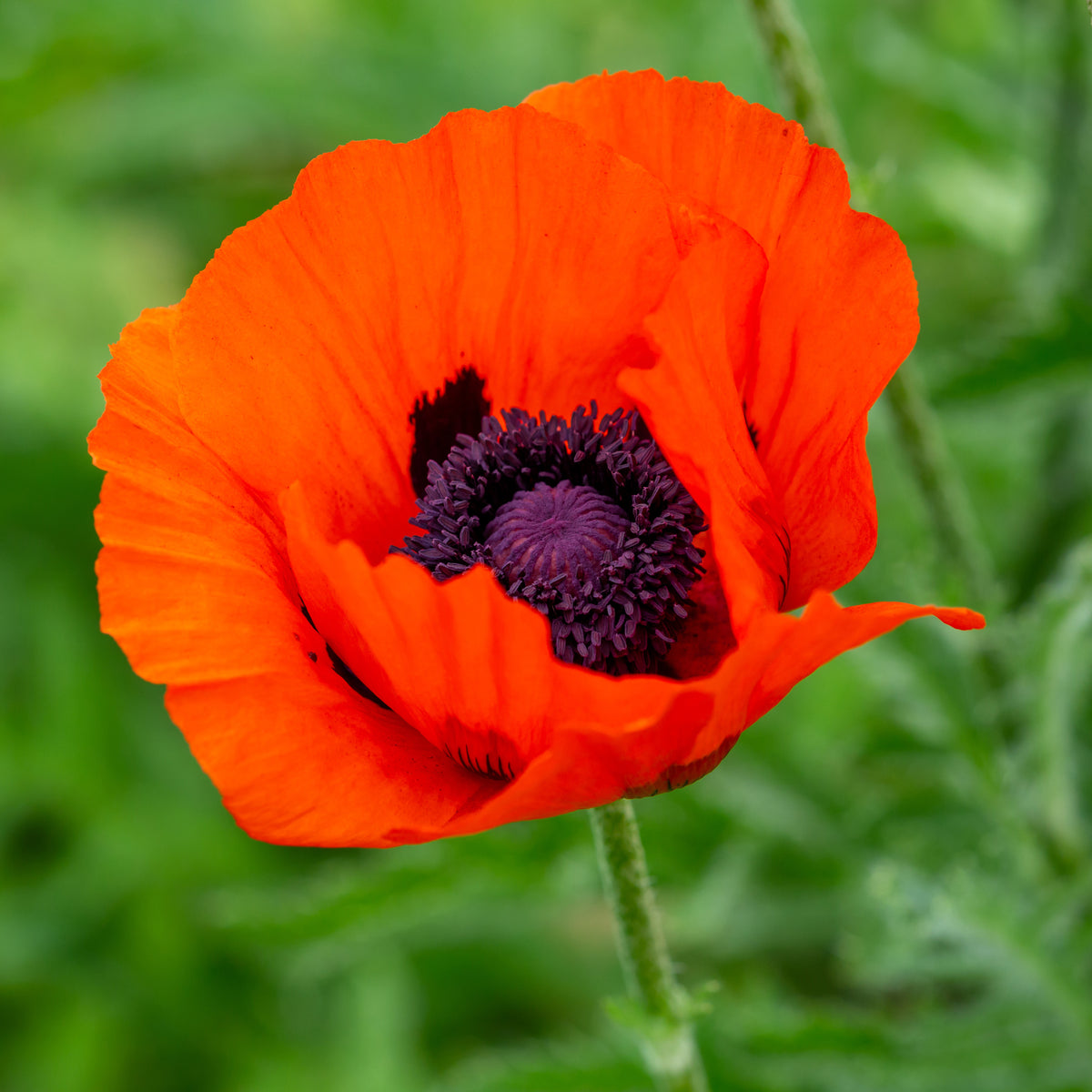 Orientalischer Mohn 'Brillant' - Bakker