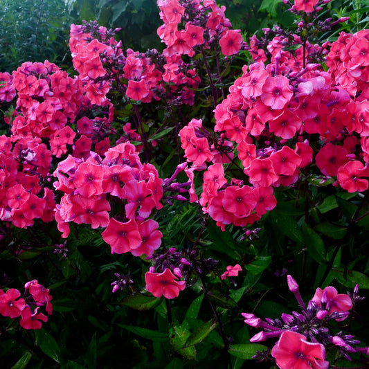 Hohe Flammenblume 'Starfire' - Bakker