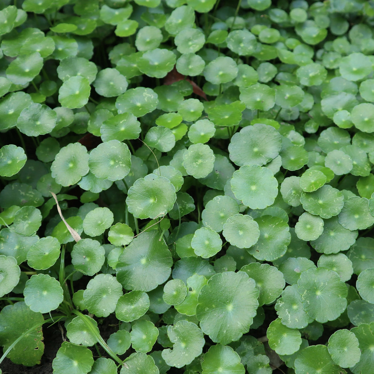 Wassernabel - Hydrocotyle vulgaris - Bakker