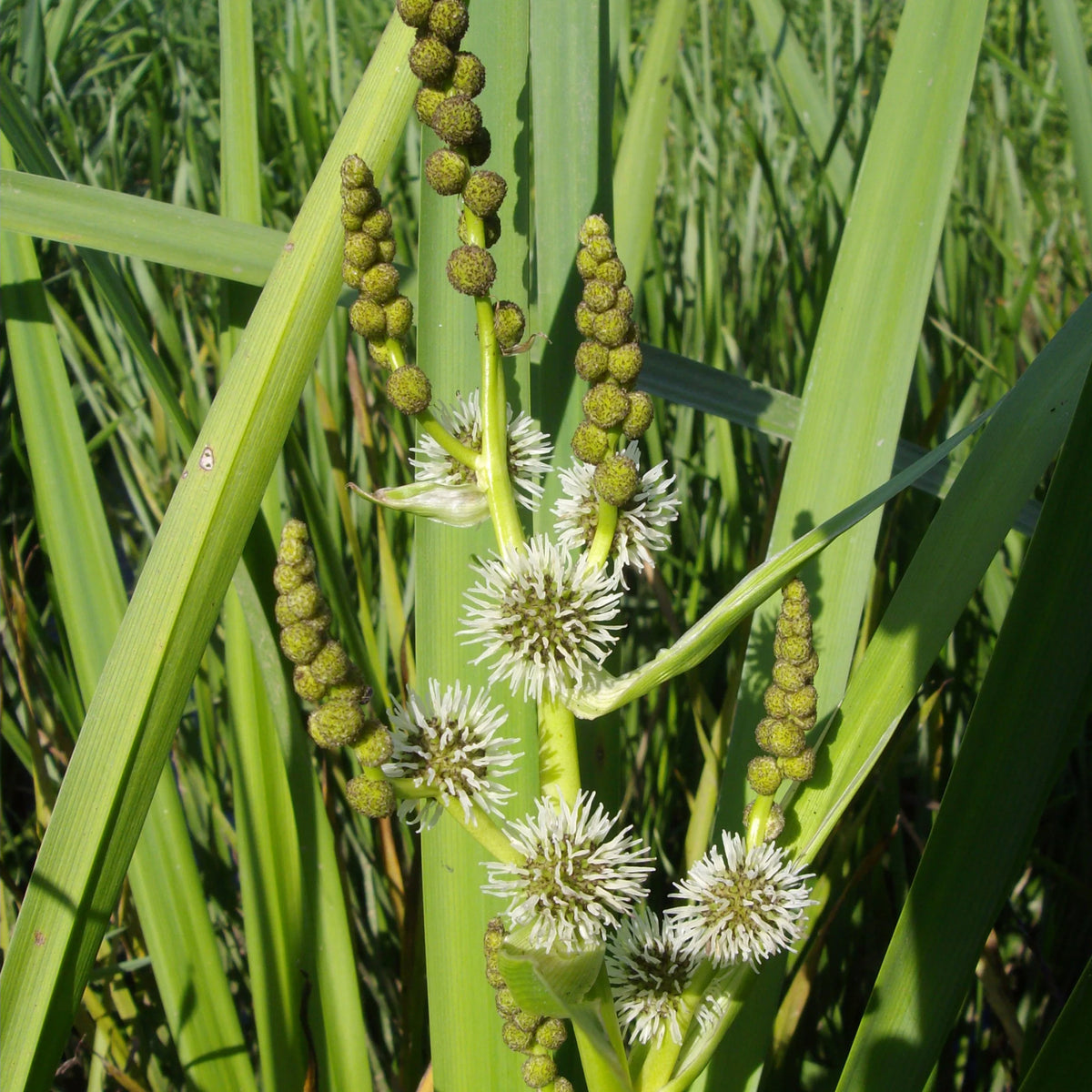 Igelkolben - Sparganium erectum - Bakker
