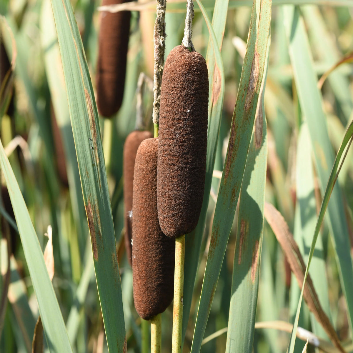 Laxmanns Rohrkolben - Bakker