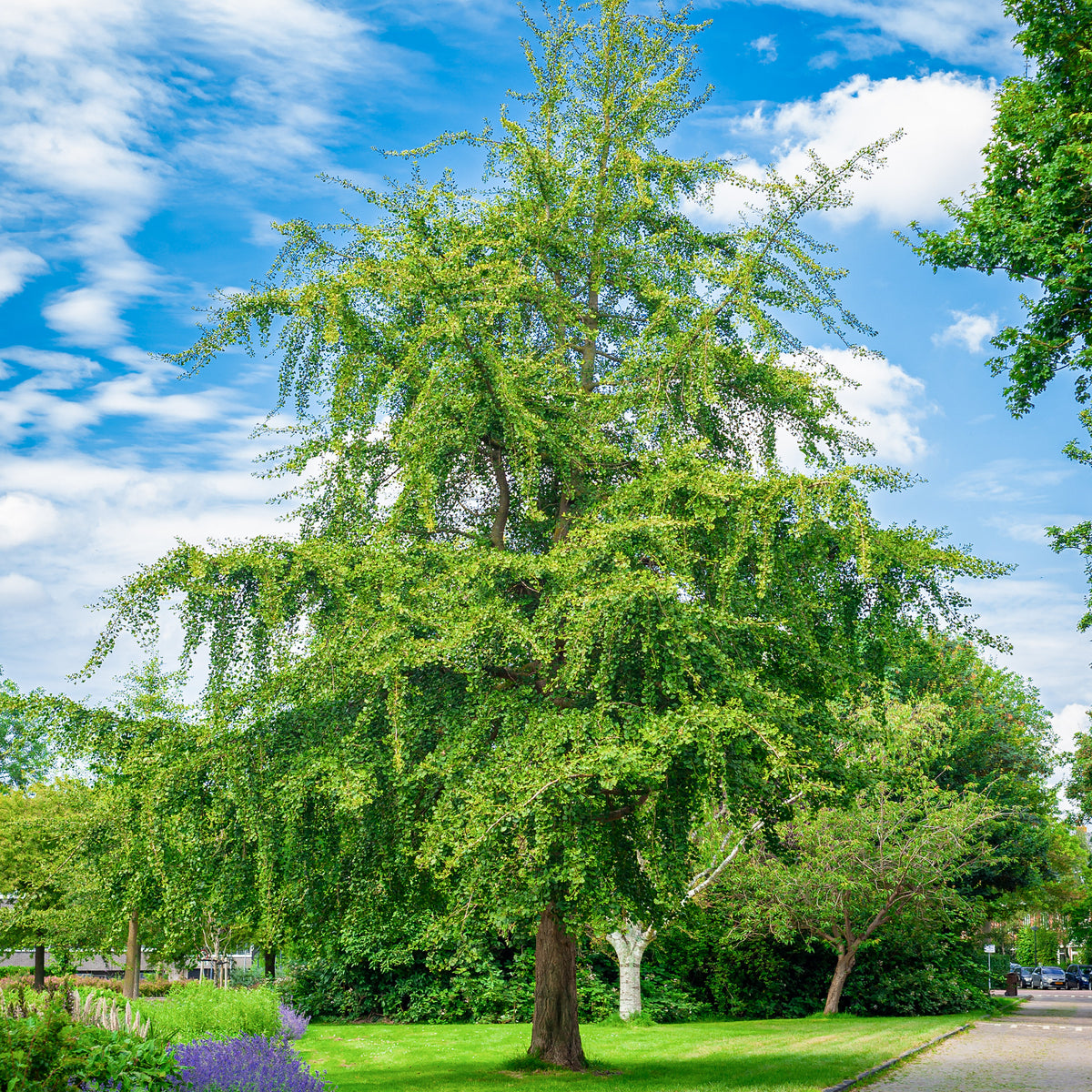 Verkauf Japanischer Nussbaum - Ginkgo