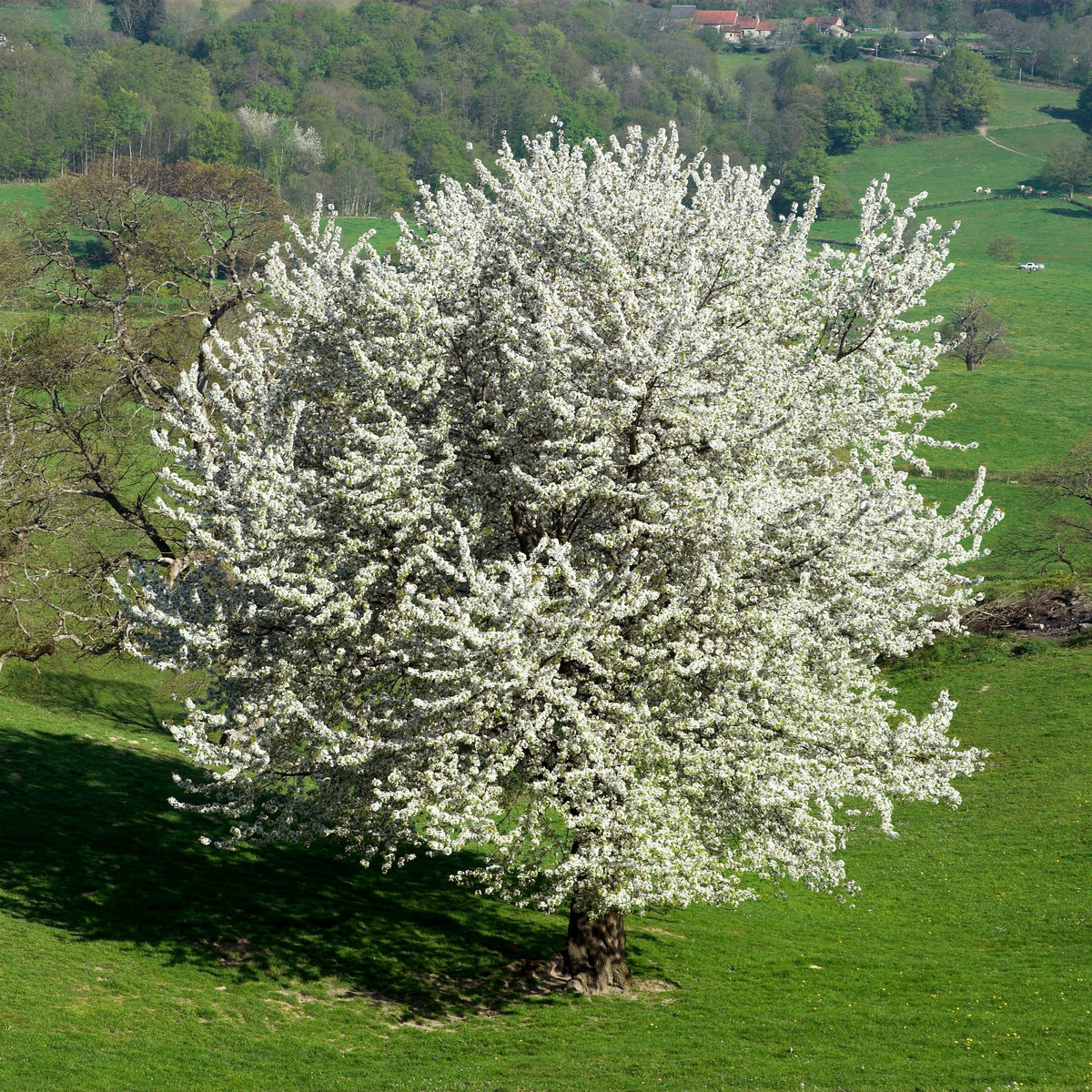 Vogelkirsche - Bakker