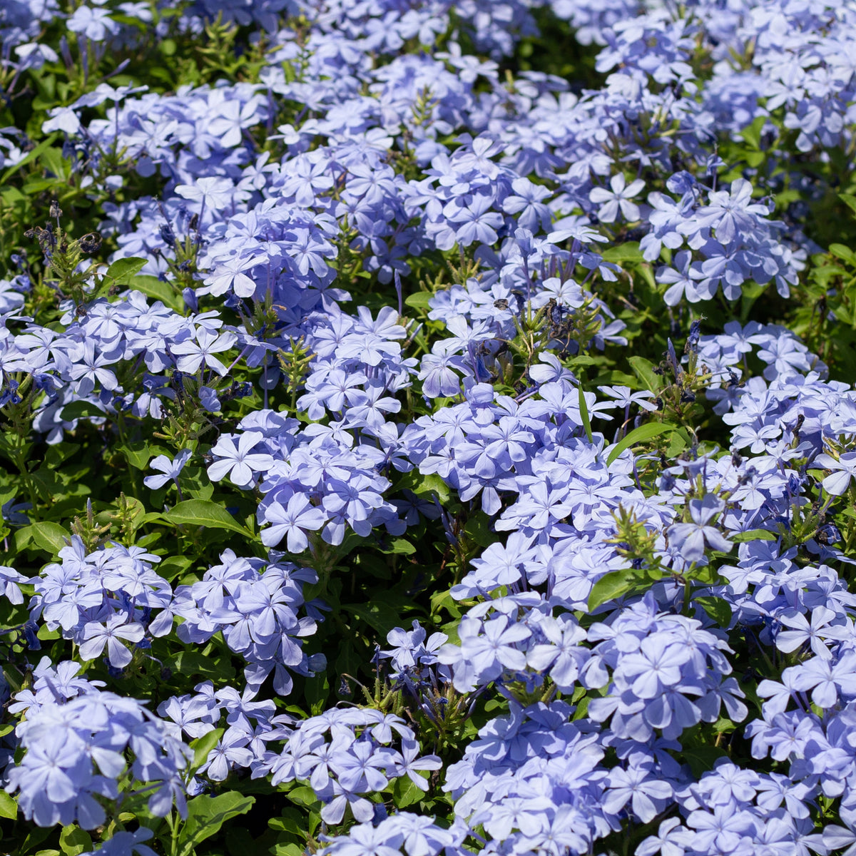 Plumbago auriculata - Bleiwurz - Balkonblumen