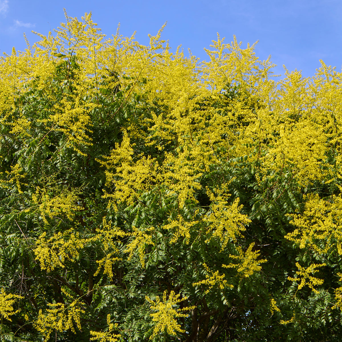 Blasenesche - Koelreuteria paniculata - Bakker