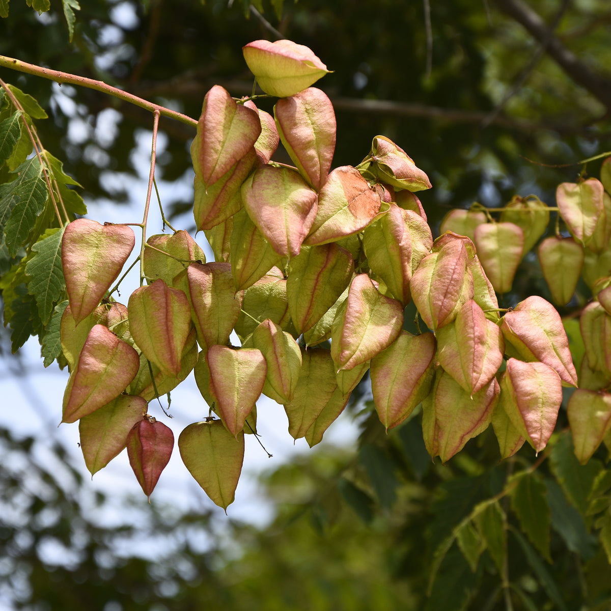 Koelreuteria paniculata - Blasenesche - Bäume
