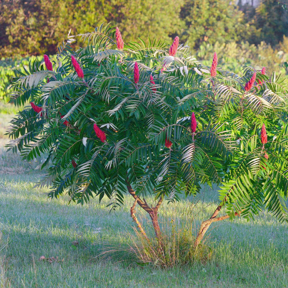 Essigbaum - Rhus typhina - Bakker