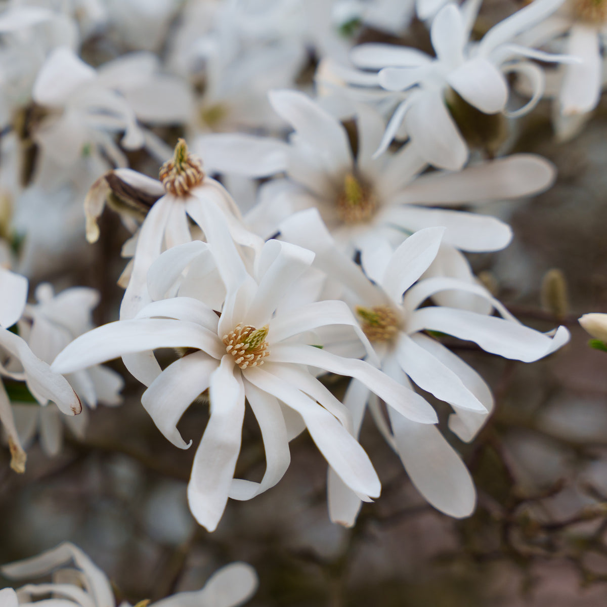 Stern-Magnolie - Magnolia stellata Royal Star - Bakker