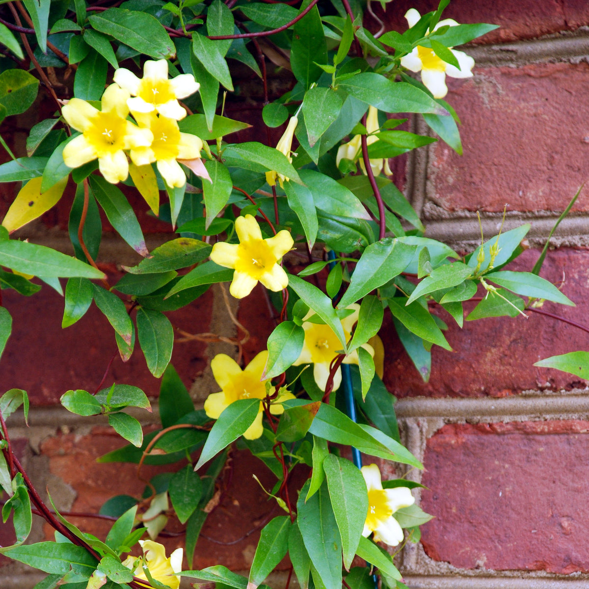 Verkauf Carolina-Jasmin - Gelsemium sempervirens