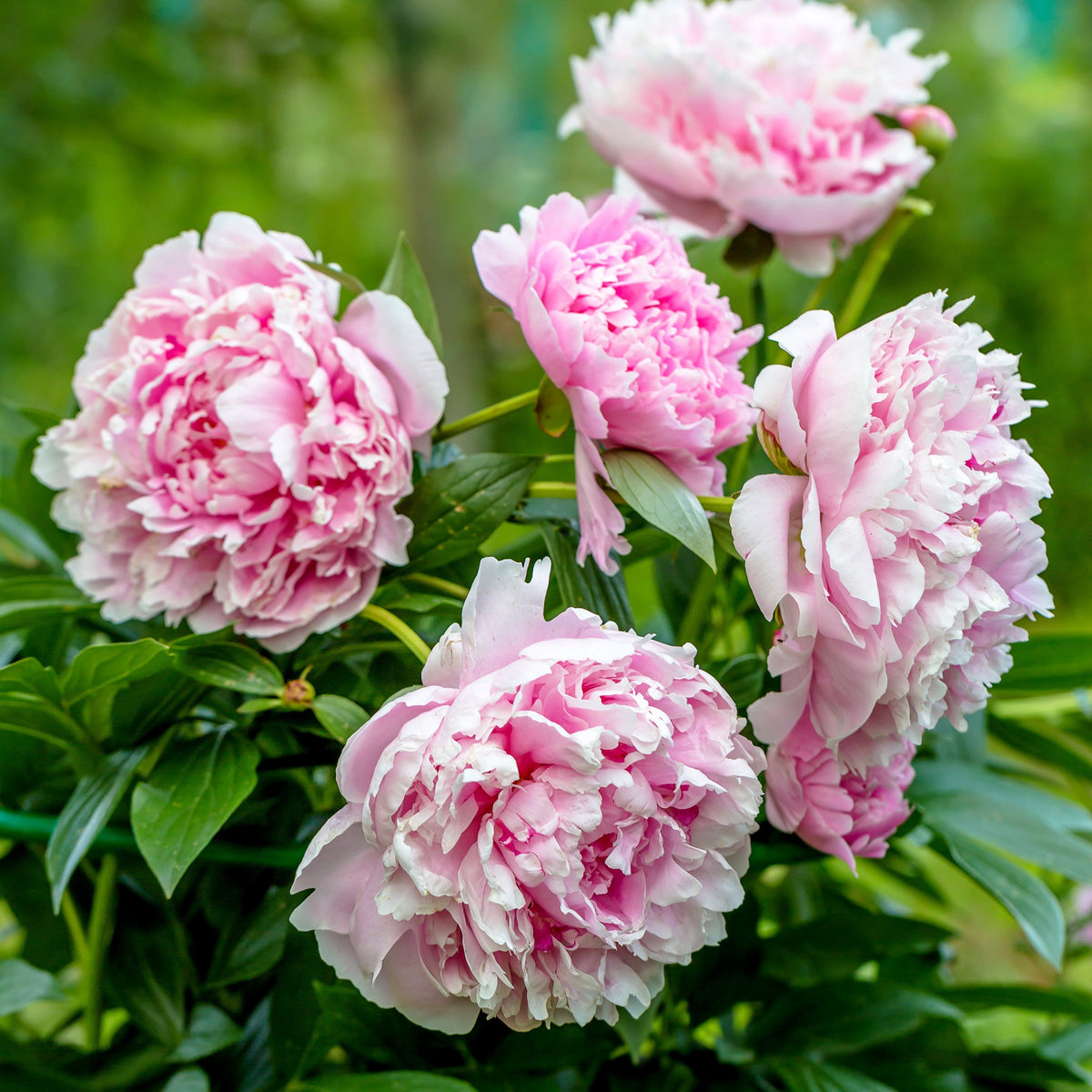 Pfingstrose 'Sarah Bernhardt' - Bakker