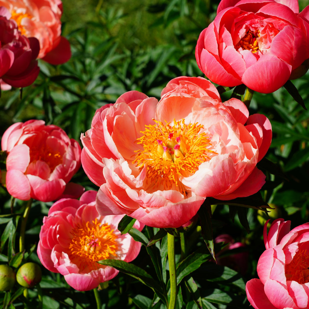 Pfingstrose Coral Charm - Bakker