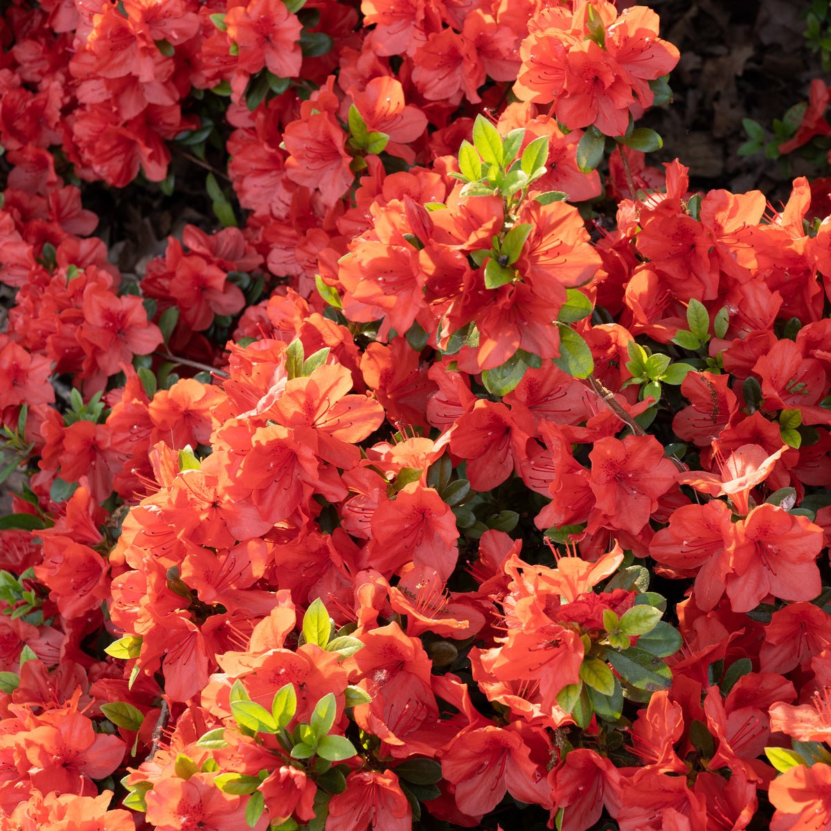Azaleen - Japanische Azalee Orange Surprise - Azalea japonica Orange Surprise