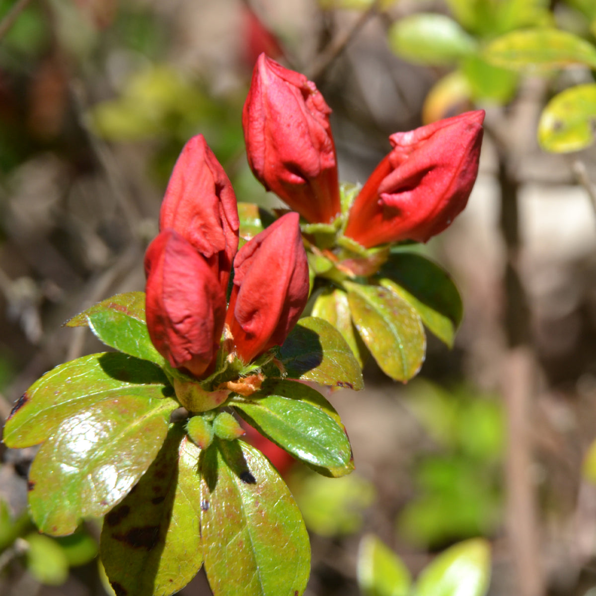 Japanische Azalee Orange Surprise - Azalea japonica Orange Surprise - Bakker