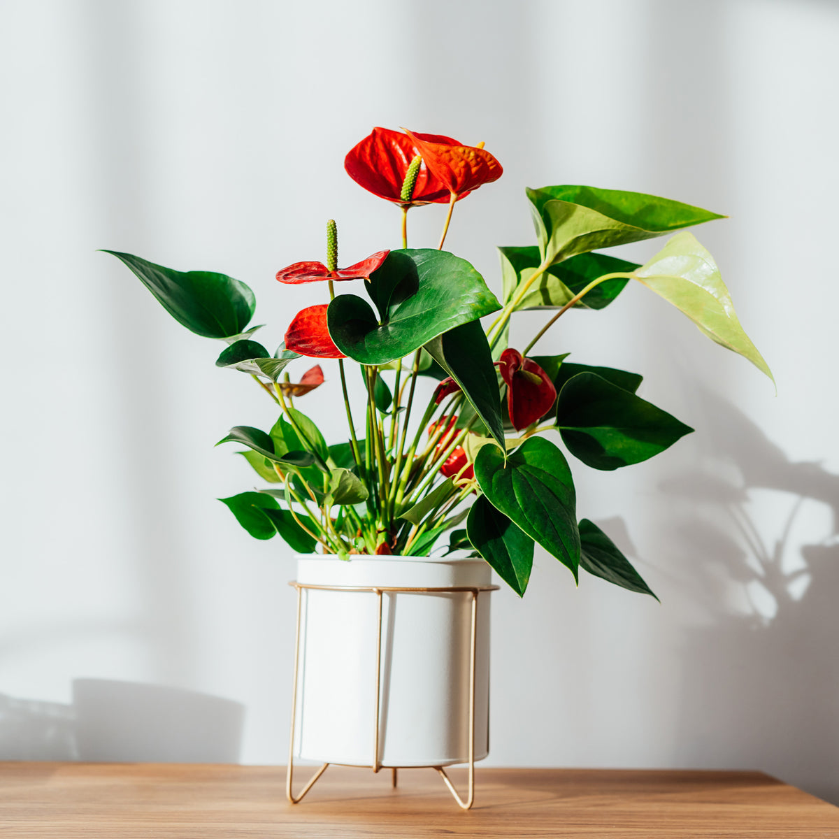 Rote Flamingoblume / Anthurium red - Bakker