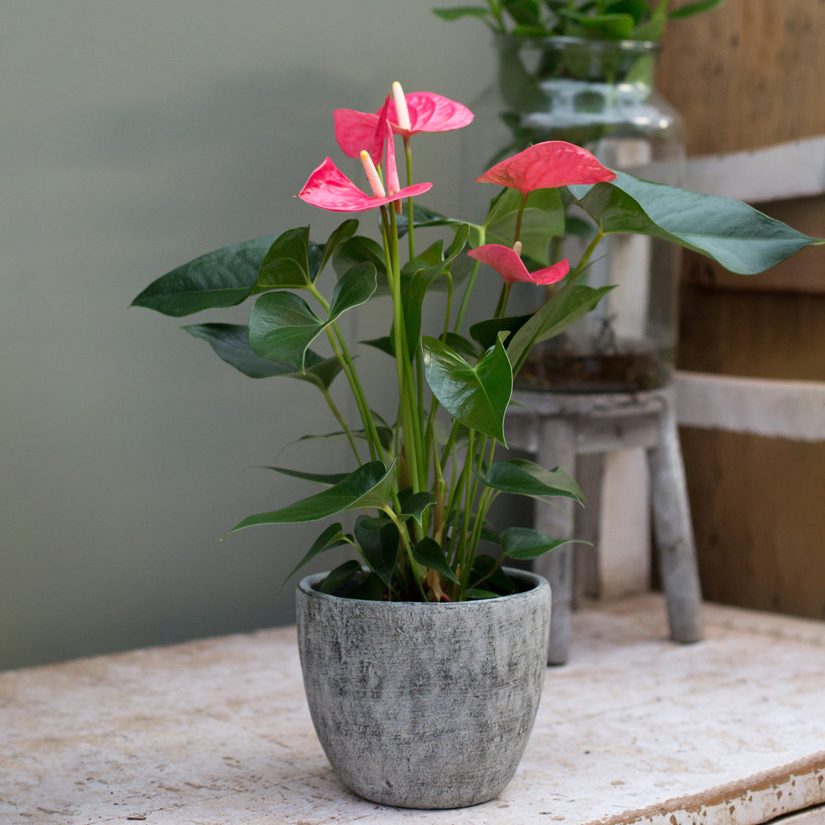 Pink Flamingoblume / Anthurium pink - Bakker