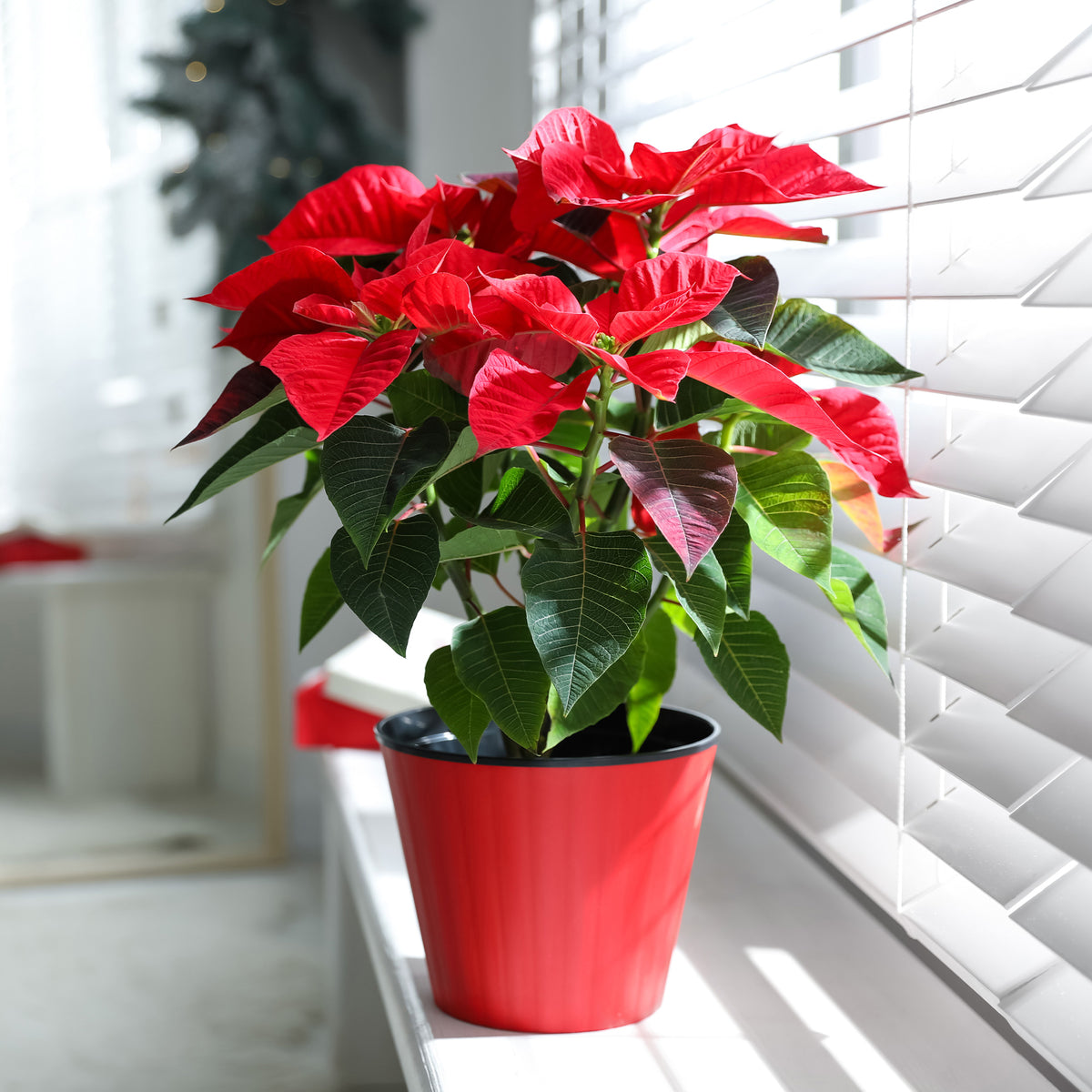 Rote Poinsettia - Bakker