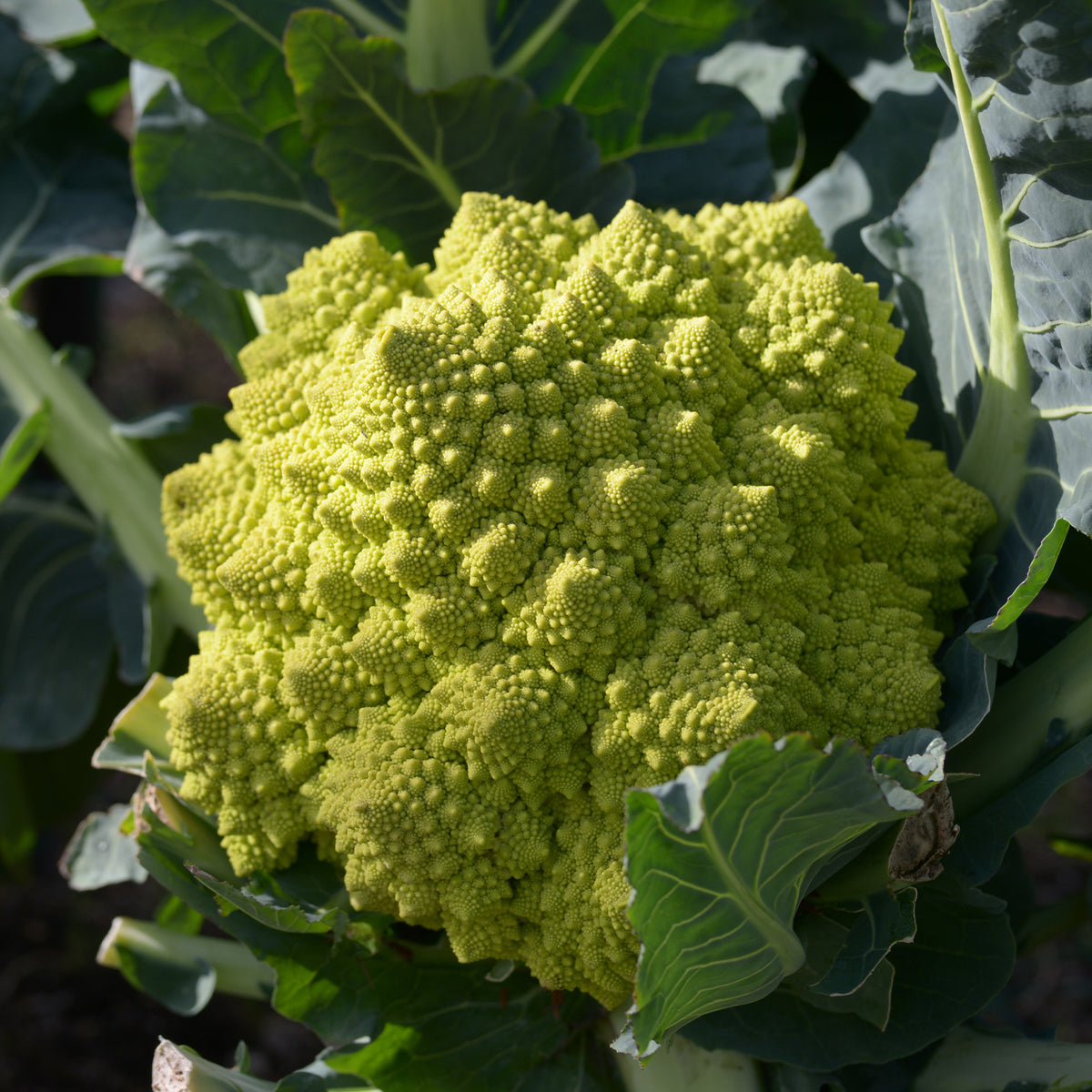 Brassica oleracea botrytis romanesco - Brokkoli ‘Romanesco’ - Samen für Kohl