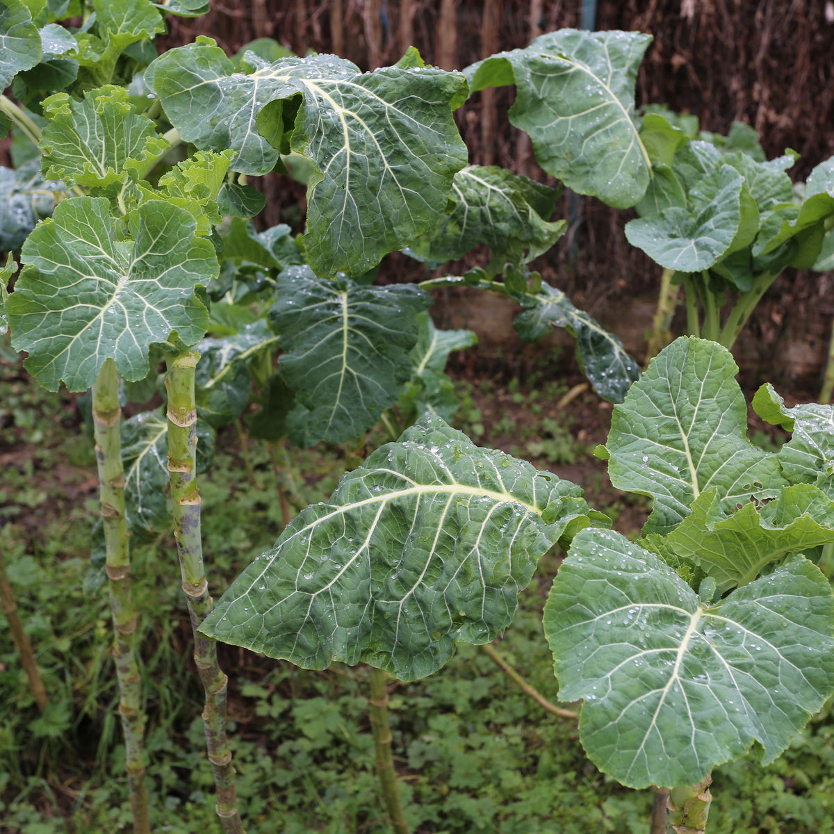 Chou fourrager cavalier vert protéor - Futterkohl Proteor - Samen für Kohl