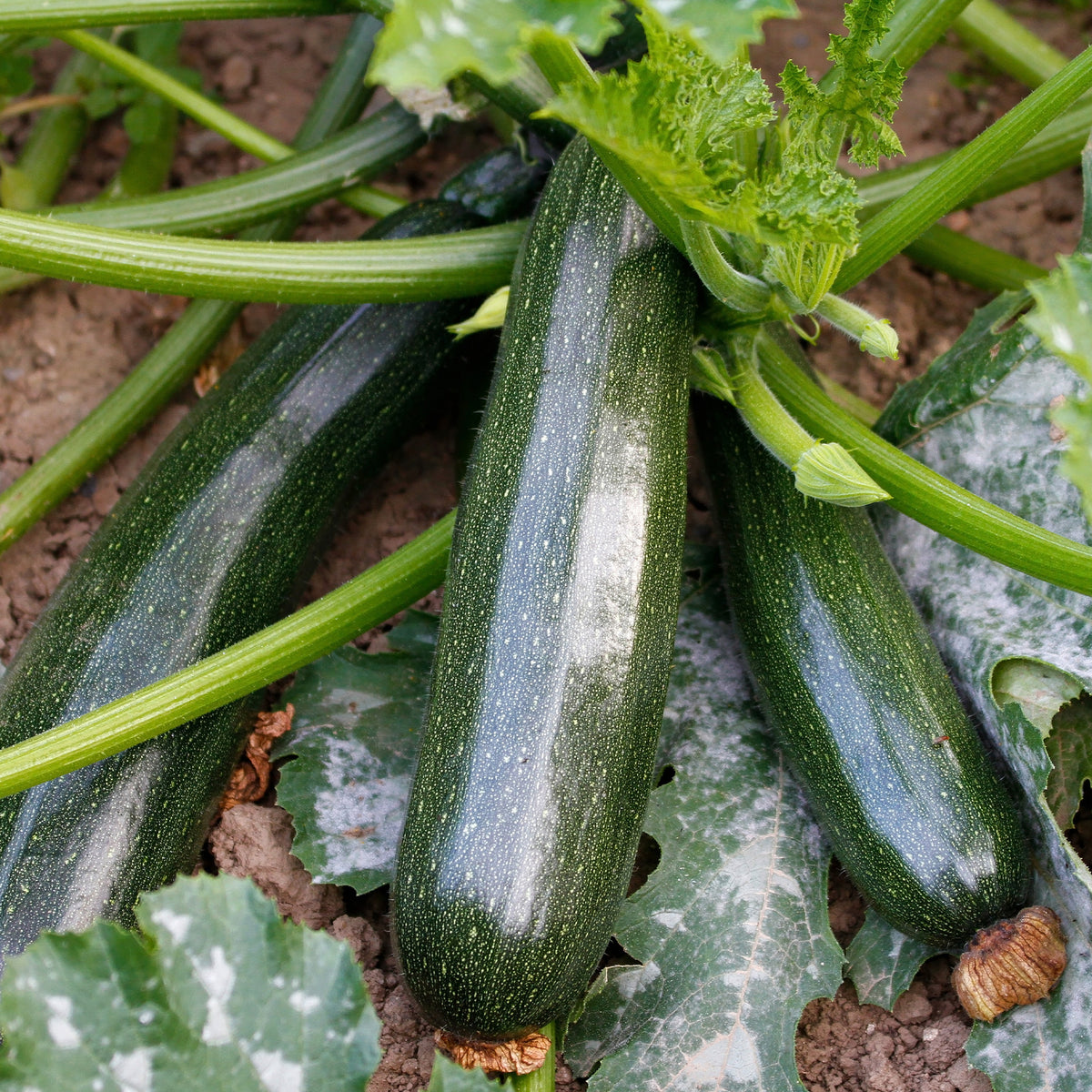 Zucchini Black Beauty - Cucurbita pepo black beauty - Bakker