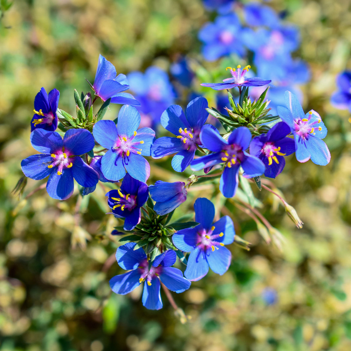 Blaue Anagallis (Linn-Leinkraut) - Bakker
