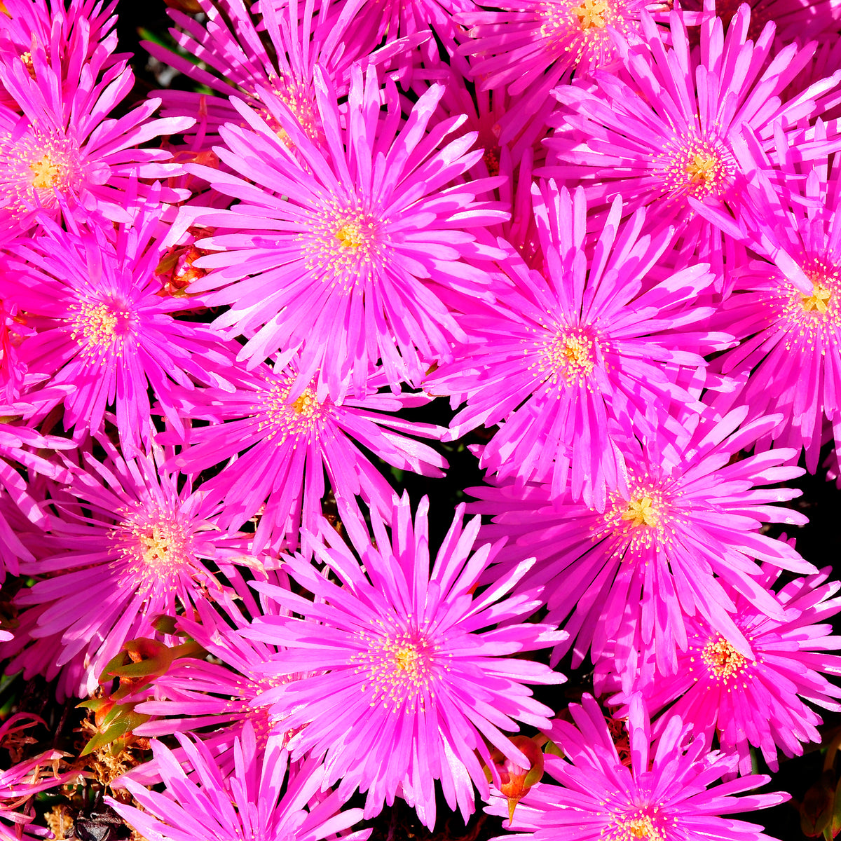 Mittagblume violett