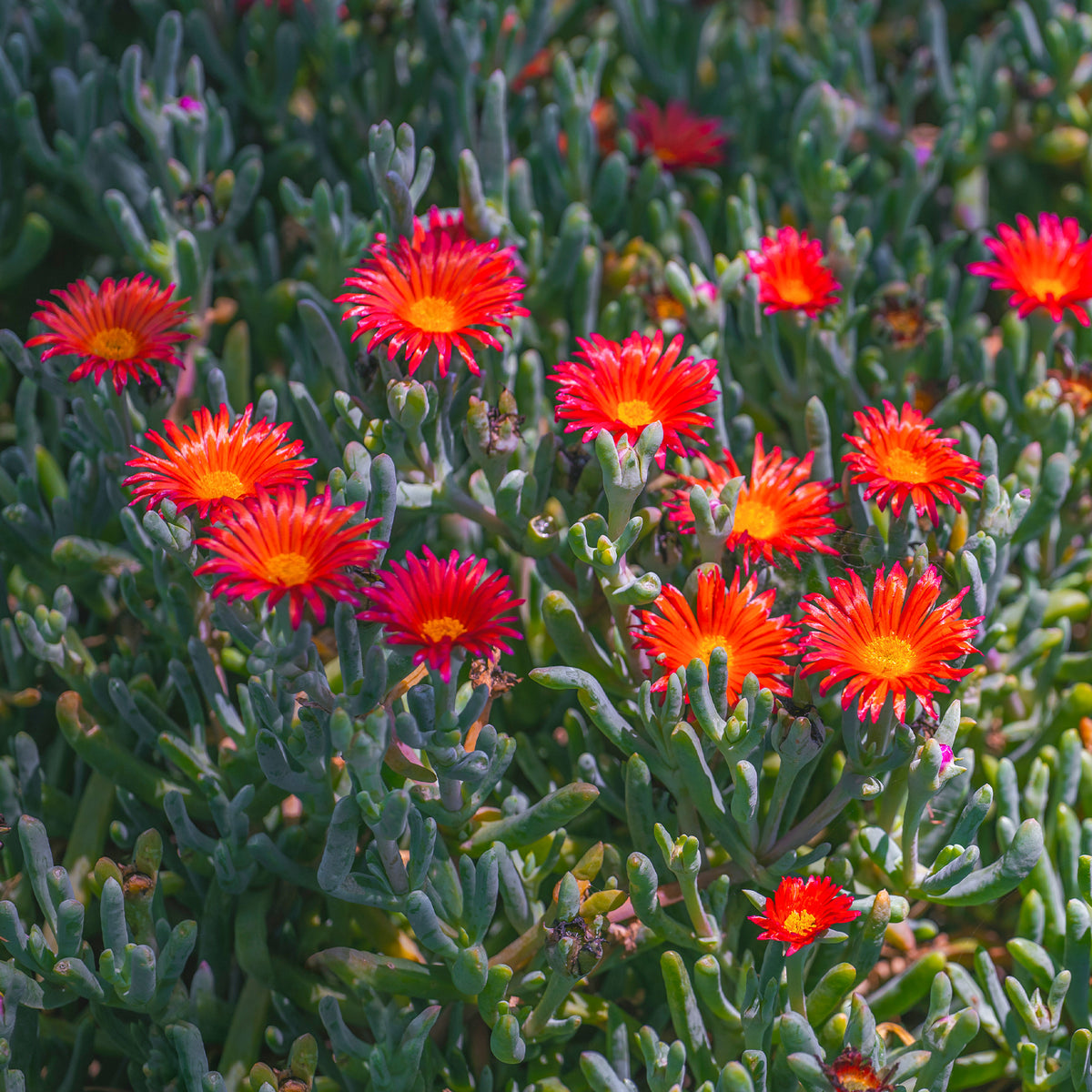 Mittagblume rot - Bakker