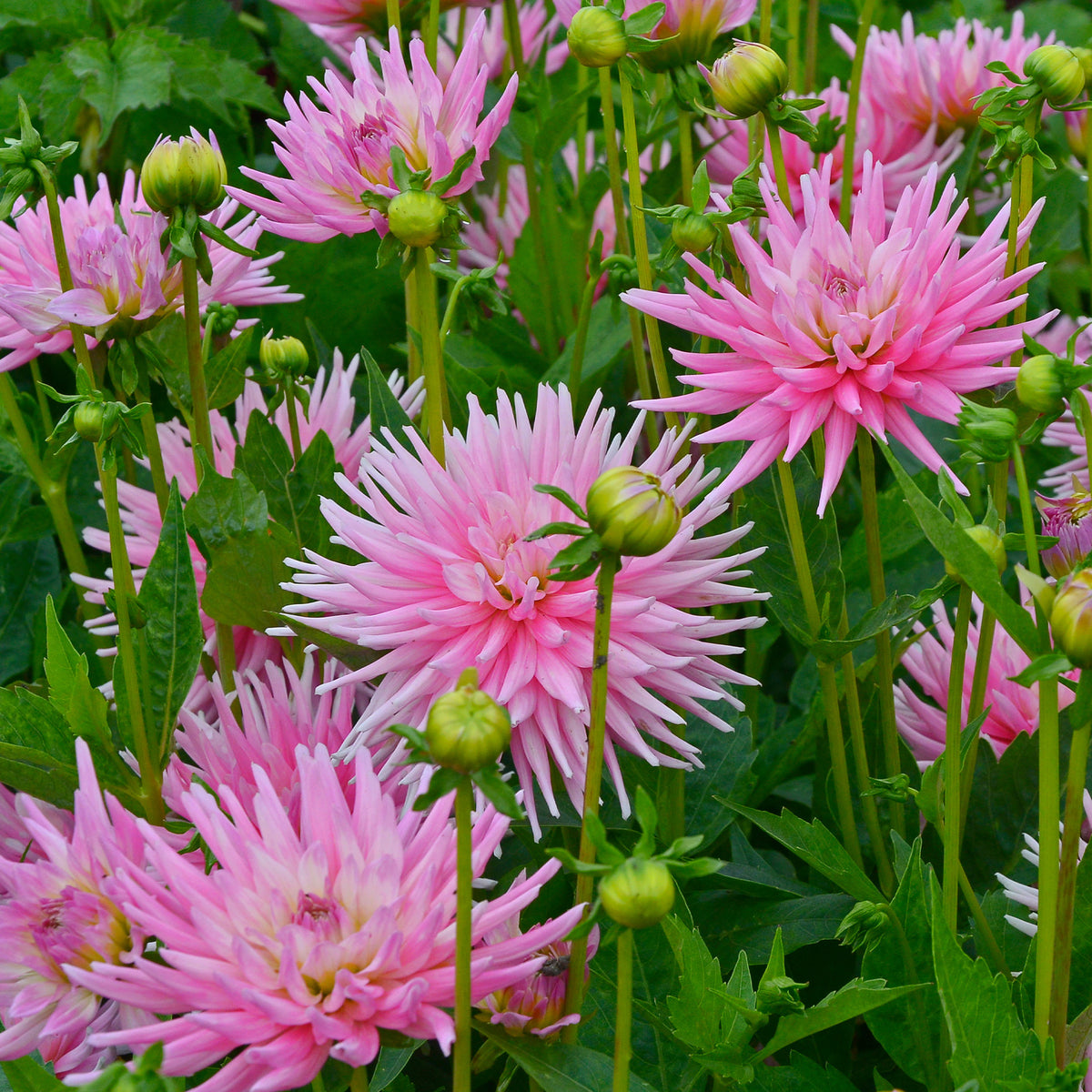 Kaktusdahlie Park Princess (x3) - Bakker