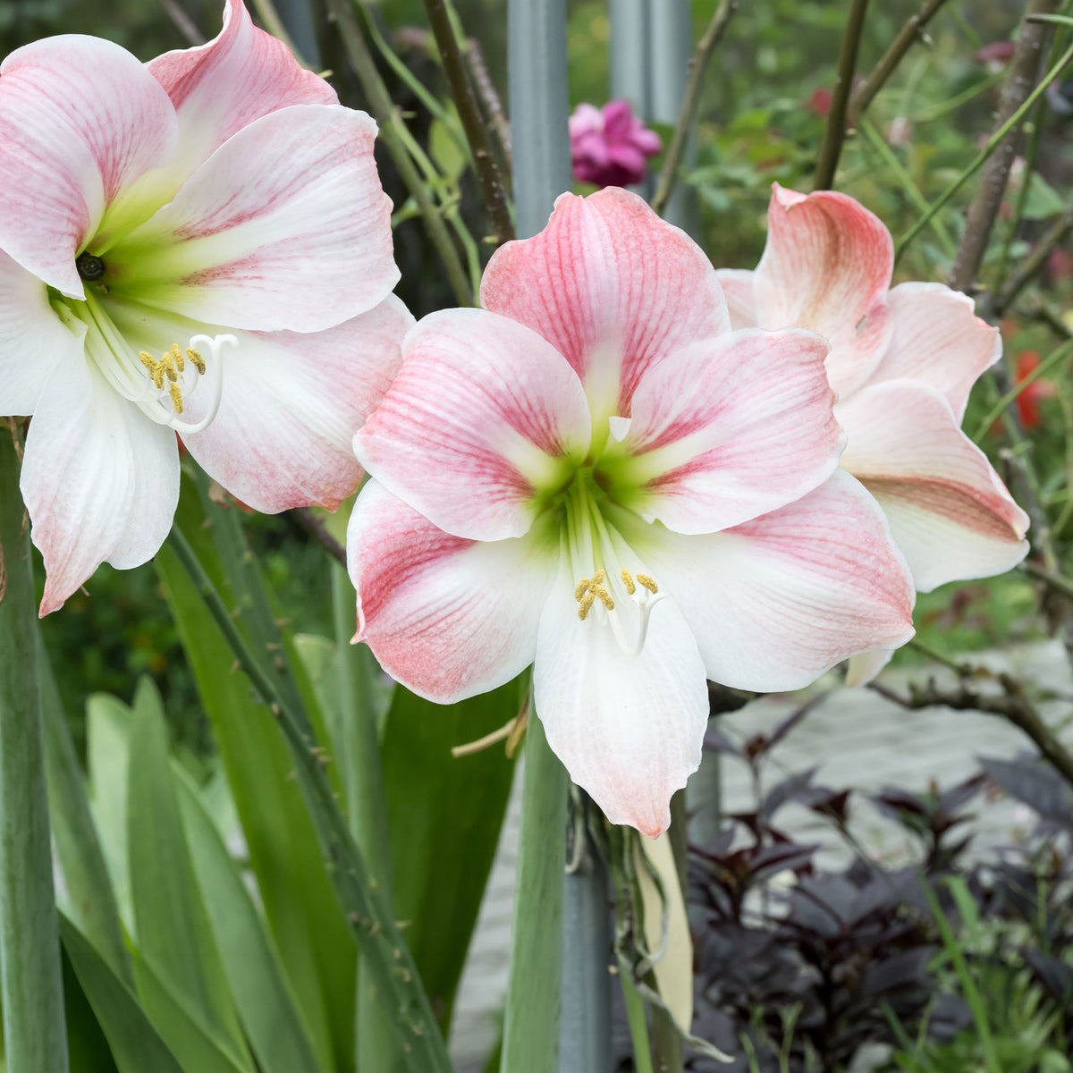 Amaryllis Angelique - Bakker