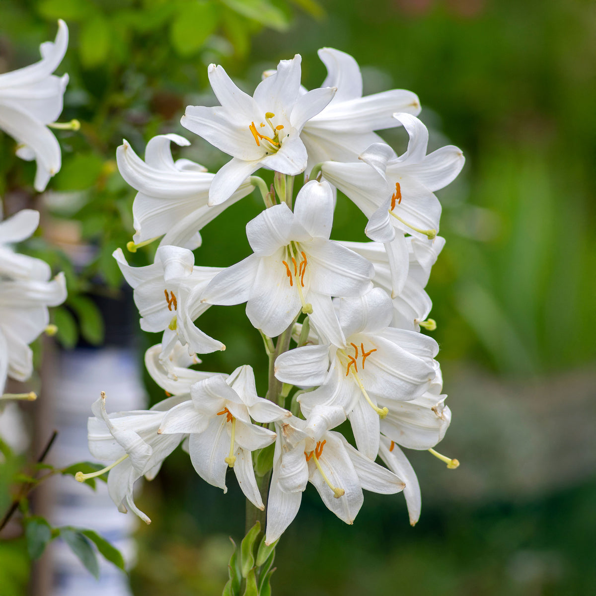 Lilien-Zwiebeln - Madonnenlilien (x2) - Lilium candidum