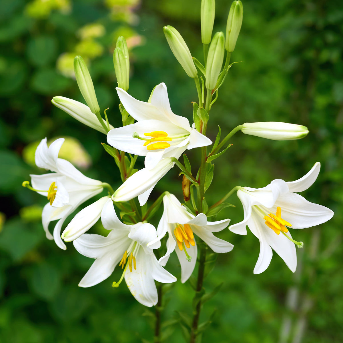 Madonnenlilien (x2) - Lilium candidum - Bakker