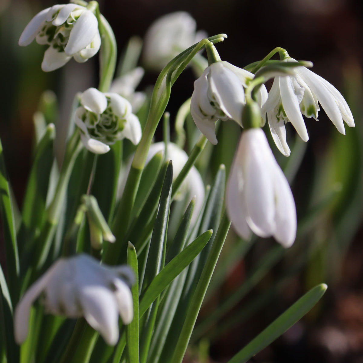 Verkauf Doppeltes Schneeglöckchen (x10) - Galanthus nivalis flore pleno