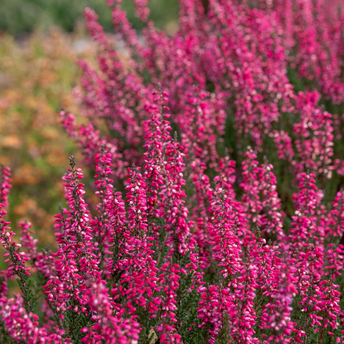 Heidekraut (x3) - Calluna vulgaris - Bakker