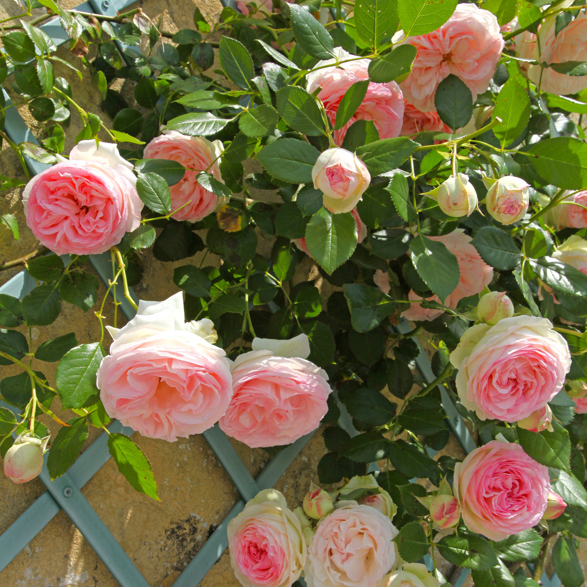 Kletterrose ‘Pierre de Ronsard®’