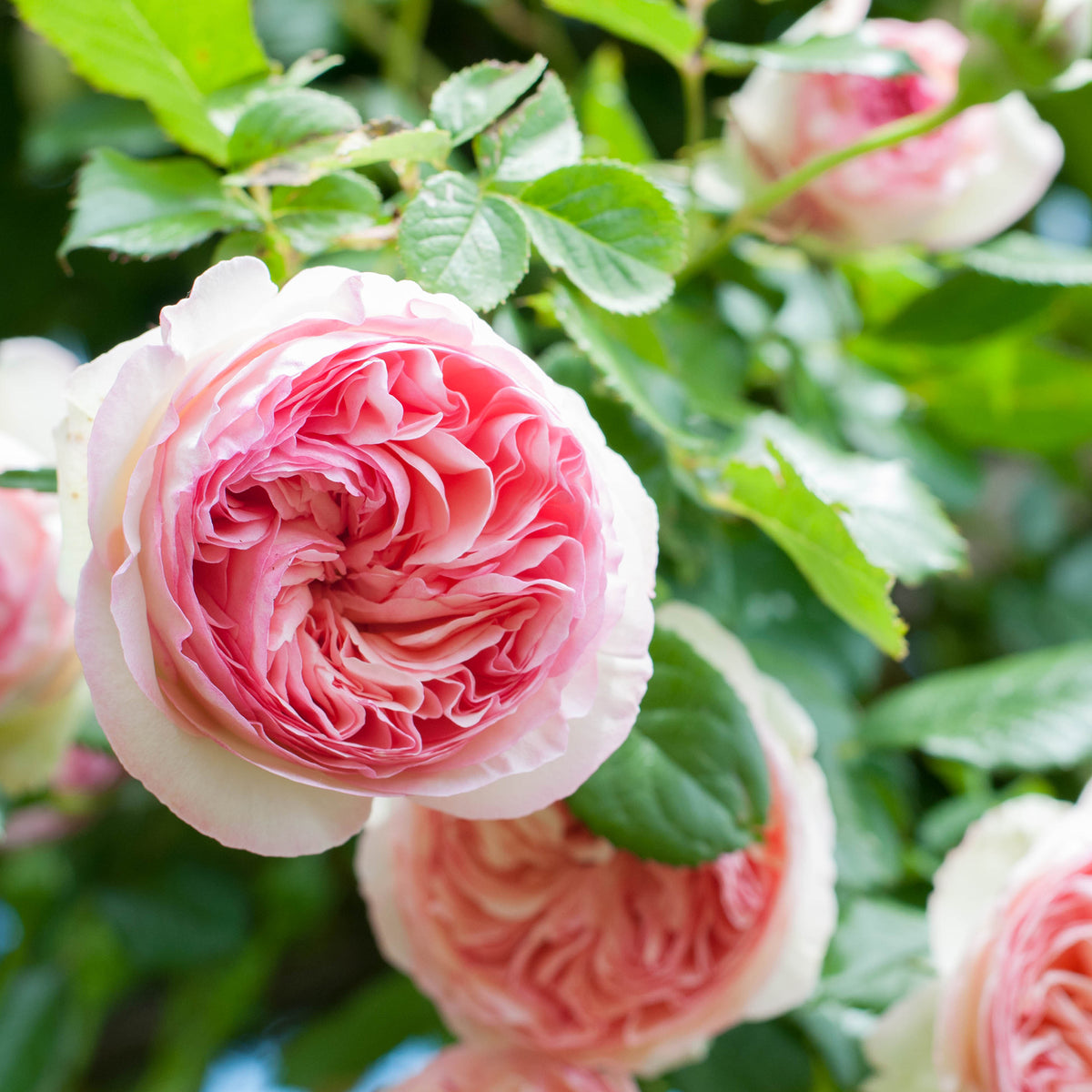 Kletterrose ‘Pierre de Ronsard®’