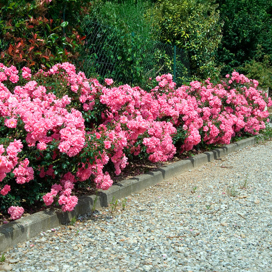 Bodendeckerrosen Mirato ® - Bakker