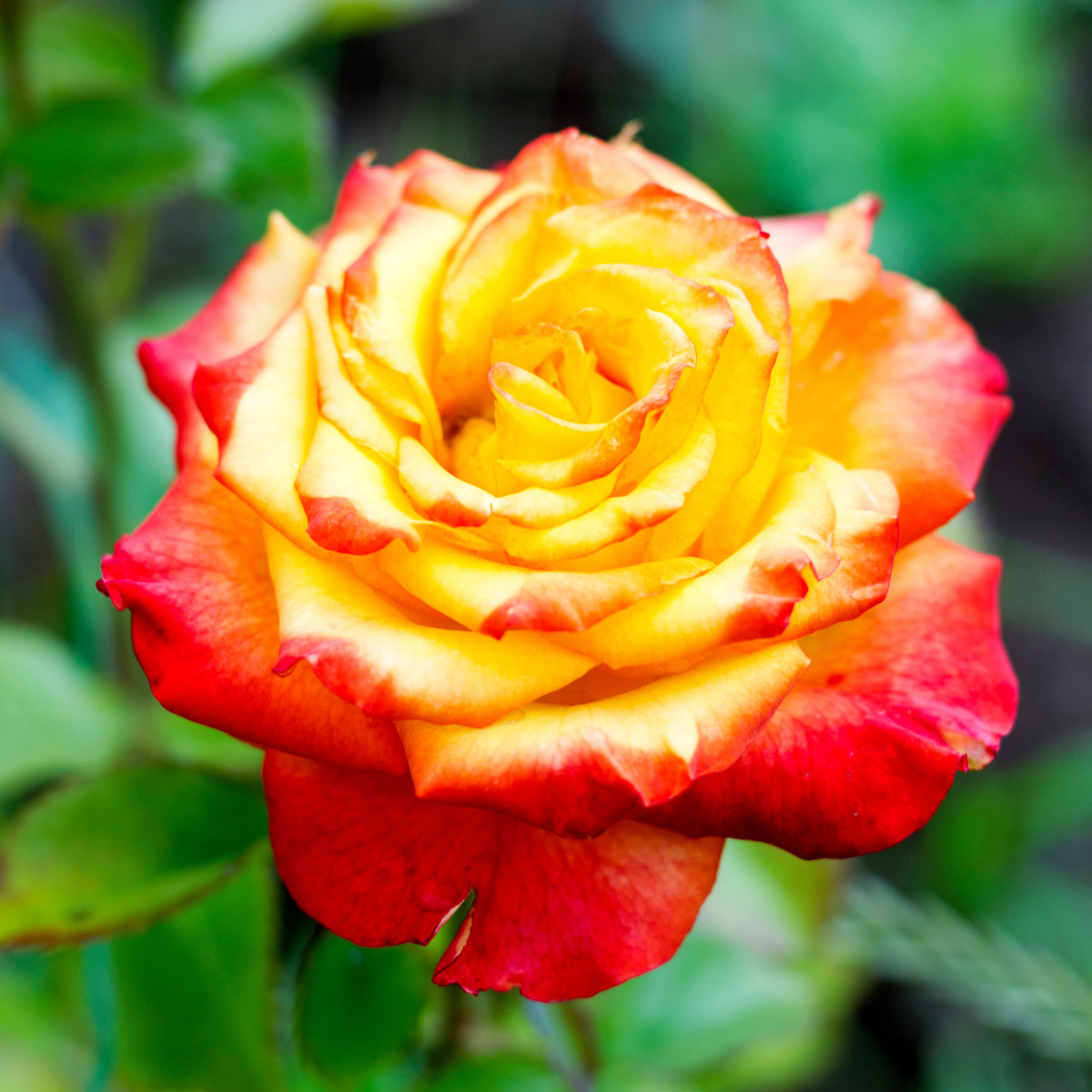 Zweifarbige Strauchrose - Bakker
